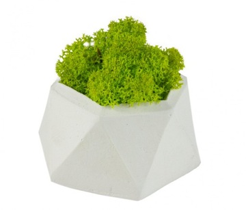 Betonowa Doniczka z Mech Chrobotek Zestaw Jasna