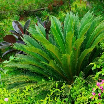 Специализированный - ПРЕМИУМ - Субстрат Soil MIX для PALM Juk - Водопроницаемый