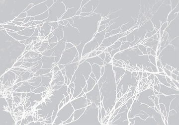FOTOTAPETA BIAŁE GAŁĄZKI 400x280 b-A-0765-a-a