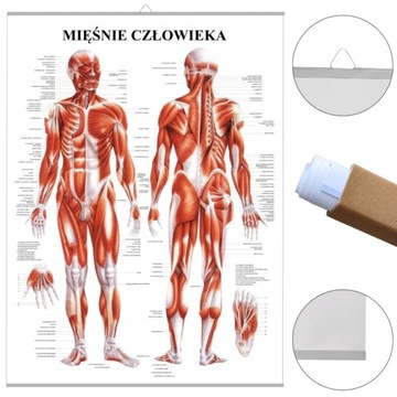 Plansza tablica anatomiczna UKŁAD MIĘŚNIOWY PL