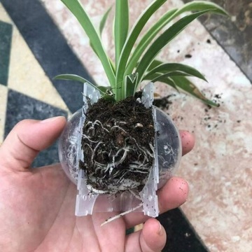 ШАРИКИ ДЛЯ УКОРЕНЕВАНИЯ РОЗ И РАЗМНОЖЕНИЯ СЕМЯНАМИ ШАРИКОВЫЕ ВОЗДУШНЫЕ ШЕЙКИ 5 шт.