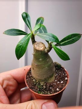 Adenium Obesum Desert роза сочная