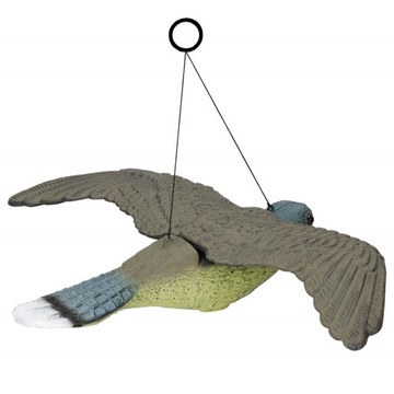 БОЛЬШОЙ СОКОЛ ПТИЦ ОТПУСКАТЕЛЬ ГОЛУБЕЙ НАЧИНКИ ВИСЯЧИЙ САД ЛЕТАЮЩАЯ ПТИЦА