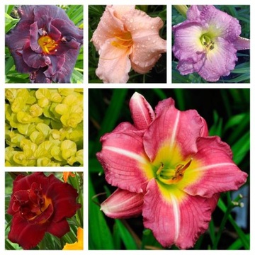 ZESTAW 5szt LILIOWCÓW Hemerocallis do oczka ogrodu