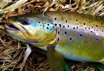 FishUp Tanta 2 фута 50мм Окунь Микс / Крючки и Чебурашки / Готовый набор из 24 шт.