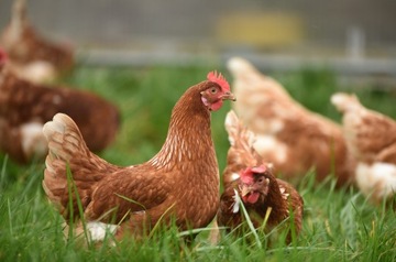 Витамины для кур-несушек POLFAMIX A+Z 1кг