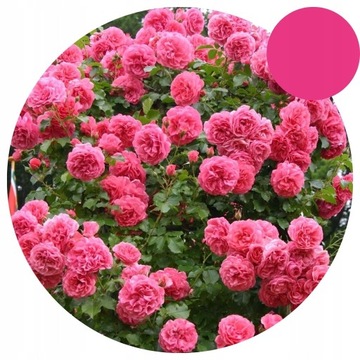 Róża PNĄCA - Na Pergolę - RÓŻOWA - Piękna