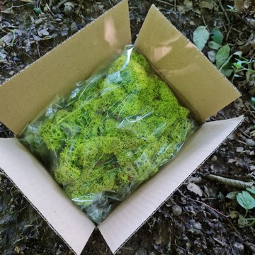 Лаймовый олений мох 40G NET