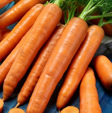 MARCHEW WCZESNA KAROTINA 5 GRAM na Soki i przetwor SŁODKA