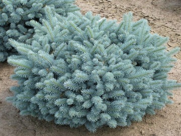 Świerk kłujący Picea Glauca Globosa NR.1066