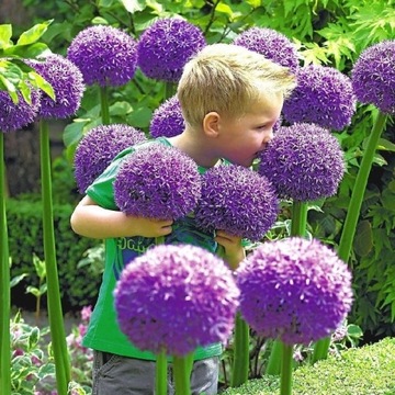 Allium Gladiator czosnek fioletowy 1szt 120cm 1794