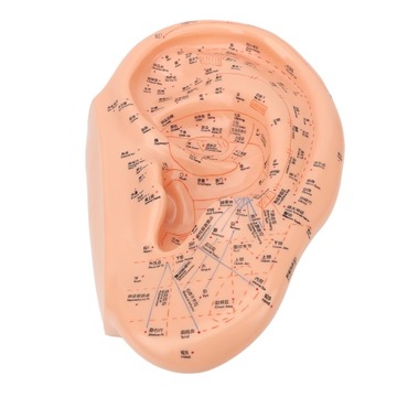 Model punktu akupunktury ucha 40 cm dokładne, wyraźne czcionki PVC