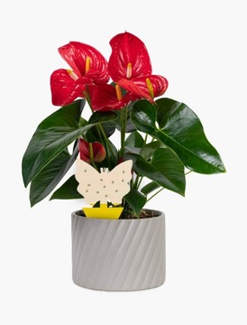 ЛИПКИЕ ЛИСТЫ ОТ ТЛИ, ТРИПСА, ПАУИВЕЛЛА, МУХ И ДРУГИХ ВРЕДИТЕЛЕЙ