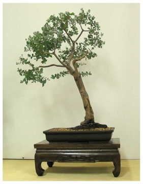 Mrozoodporny Eukaliptus Tasmański Eucalyptus Gunnii nasiona na Bonsai