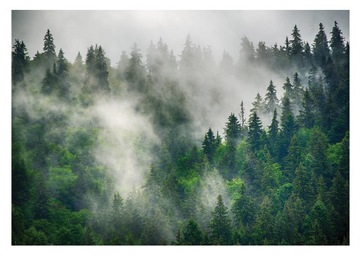 FOTOTAPETA LAS WE MGLE NATURA DRZEWA MGLISTY LAS TAPETA ŚCIENNA 416x254