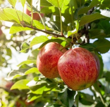 ORTUS 05SC 100мл ДЛЯ ВСЕХ СТАДИЙ ПАУТИНОЙ ЛИВКИ