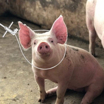 Регулируемый держатель для свиней из нержавеющей стали