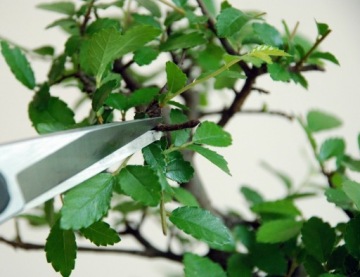 EUROFLORA Okatsune 207 НОЖНИЦЫ ДЛЯ БОНСАЙ