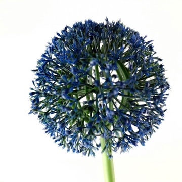 Подключаемая солнечная лампа DANDELIES LED цветочная лампа SOLAR GARLIC FLOWERS