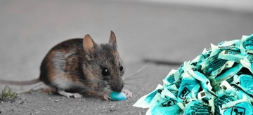 СИЛЬНЕЙШИЙ ЯД ДЛЯ КРУПНЫХ ГРЫЗУНОВ СИЛЬНАЯ ПАСТА