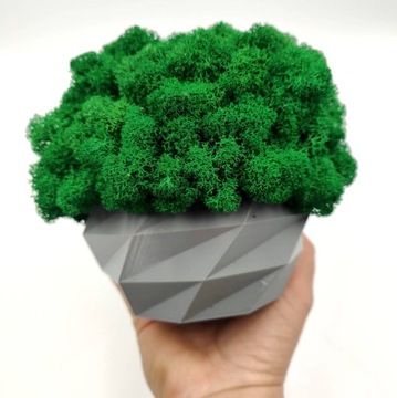 Вазон с мхом хроботек, 18 см, мох хроботек в сером горшке, 3D печать