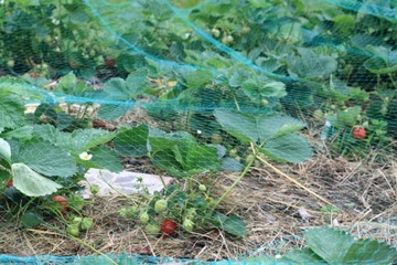 Сетка для птиц из скворца, 4 х 5 м, защита от птиц, прочное, толстое плетение с УФ-излучением