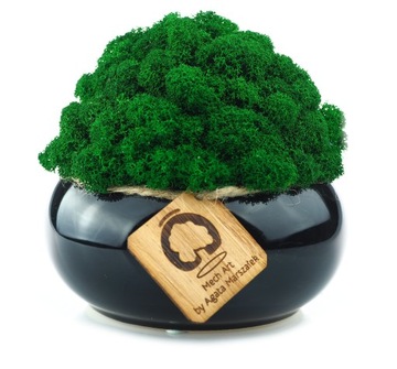 НАБОР из 3х мхов в МИКРОКЛИМАТНОМ ГОРШКЕ