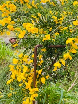 Podpora roślin krzewów kwiatów metalowa ogród podpórka solidna 30 60cm