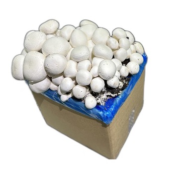 Мицелий белых грибов 5 кг, трехфазный набор для выращивания высочайшего качества