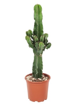 Euphorbia Erytrea - Kaktus kowbojski - Doniczka 17cm - Wysokość 50-60cm