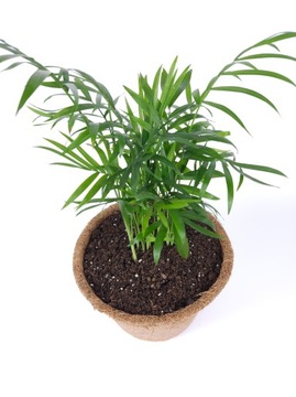 Грунт для субстрата ZAMIOKULKAS 5л