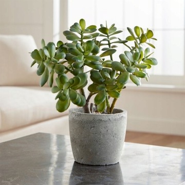 Crassula Ovata Grubosz Zielone Drzewko Szczęścia
