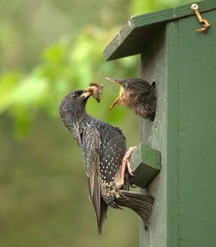 СКВОРОТКА HOTEL BIRD HOUSE БЕЛАЯ ДЕРЕВЯННАЯ ДЕКОРАТИВНАЯ 22,5 СМ 95