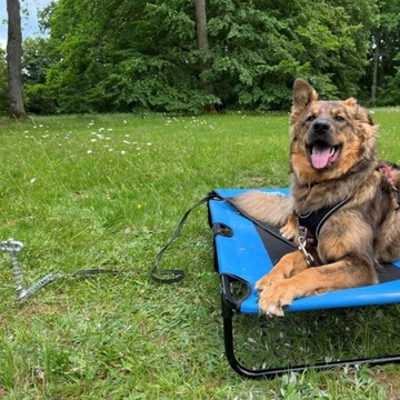 Kotwica gruntowa amortyzator dla psów Peggy Peg