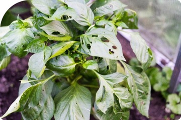 Моспилан 20 СП Суми Агро 40 г