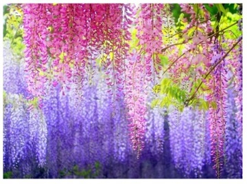 12x WISTERIA GLICYNIA GIRLANDA KWIATOWA GIRLANDY Z WISTERI SZTUCZNE KWIATY