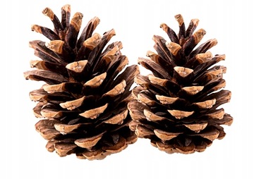 SZYSZKA SZYSZKI NATURALNE SOSNOWE DEKORACYJNE NA STROIK CHOINKĘ SUSZ DUŻY