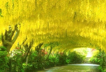 ZŁOTOKAP WATERERA (LABURNUM WATERERI) - 5 NASION