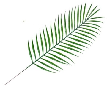 LIŚĆ PALMY PALMA ZIELONA GAŁĄZKA 61cm