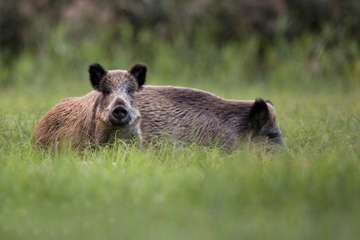 Электрификатор для дикой лани PASTUCH 6J FOR WILD WIRE + ПАЛКИ