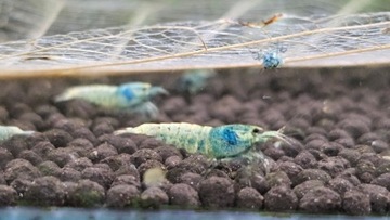 Krewetki na GLONY caridina czyściciel akwarium MIX KOLORY