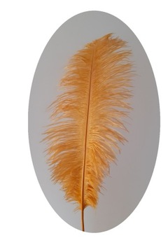 Strusie pióro 45-50 CM kolor miodowy/złoty