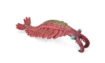ANOMALOCARIS, COLLECTA