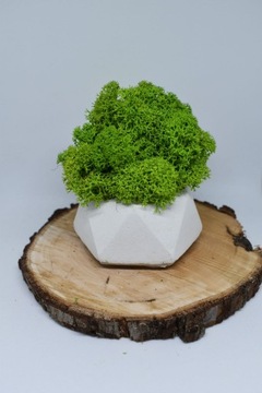 Подарочный набор «Рубильный лес»