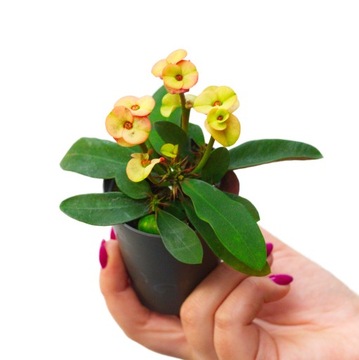 EUPHORBIA MILII LIMEGREEN Egzotyczny wilczomlecz okazały KREMOWE KWIATY r.S