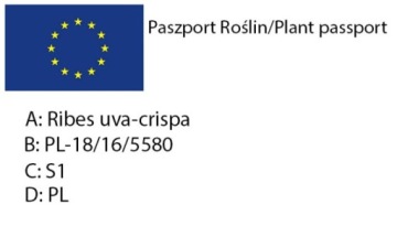 Белая крыжовник «ТРИУМФ НА СТВОЛЕ», самоплодный сорт, ОЧЕНЬ СЛАДКИЕ ПЛОДЫ, морозостойкий