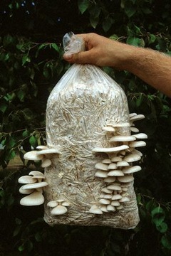 Мешки для выращивания грибов 20х50 см. Фильтр 0,2 мкм.