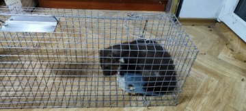 БОЛЬШОЙ ЖИРАФ КАПКАН КУНИЦЫ КРЫСЫ ЛАСКИ НОРКИ ХОРЬКИ ГРАЦИОЗНЫЙ