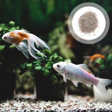 МИНИ РАСТЕНИЯ БЕЛЫЕ КАМНИ