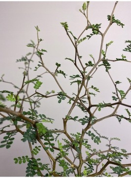 Sophora Little Baby drzewko ROŚLINA KOLEKCJONERSKA